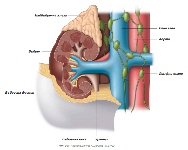 Фиг. 1: Бъбрек и околните тъкани, вени и артерии.