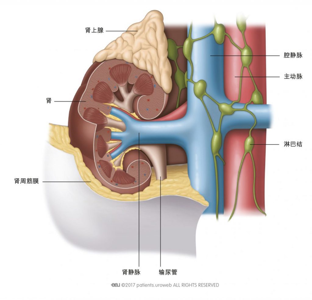 图 1: 肾及其周围组织、静脉、和动脉。