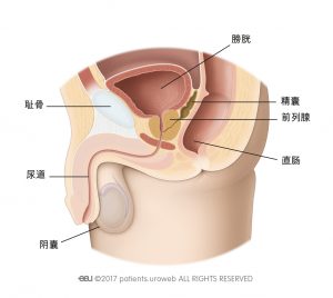 图1:位于下尿路中的健康前列腺。