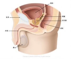 图1 位于下尿路中的健康前列腺