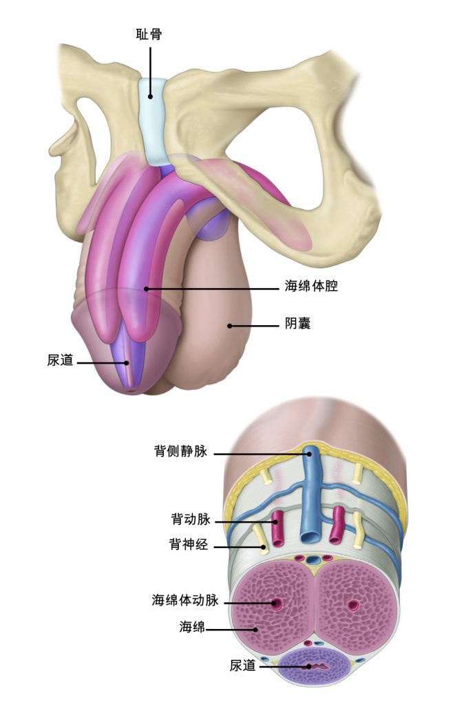 图1：阴茎的解剖结构。
