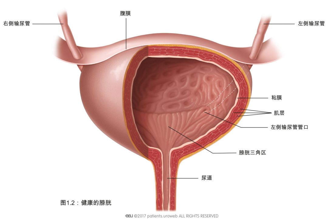 膀胱排尿筋