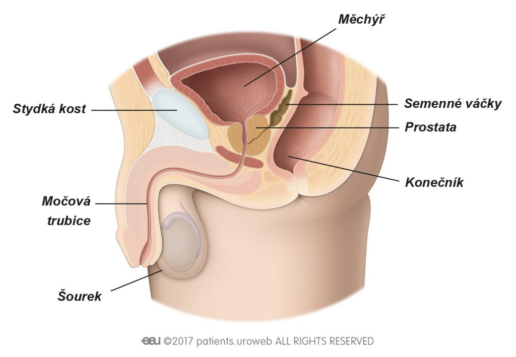 Obr. 1: Zdravá prostata na dolních močových cestách