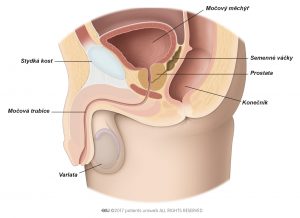 Zdravá prostata v dolní části močových cest.