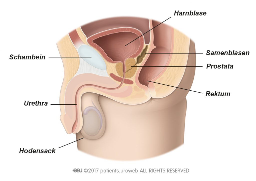 Abb. 1: Eine gesunde Prostata im unteren Harntrakt.