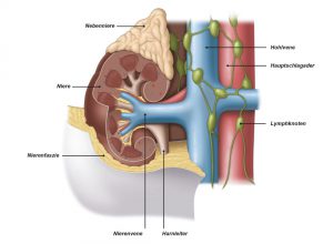 Abb. 1: Eine Niere und die umliegenden Gewebe, Venen und Arterien.