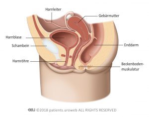 Abb. 1b: Beckenbodenmuskulatur bei Frauen.