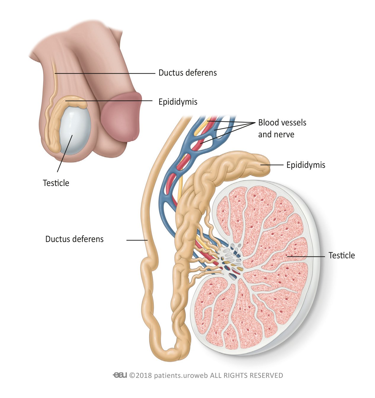 How To Know Of You Have Testicular Cancer / Testicular cancer symptoms: Do you know THESE signs ... / There may also be other symptoms.