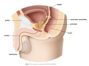 Fig. 1. Próstata sana en el tracto urinario inferior.