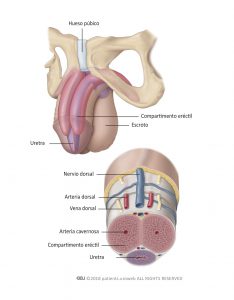 Fig. 1: Anatomia del pene.