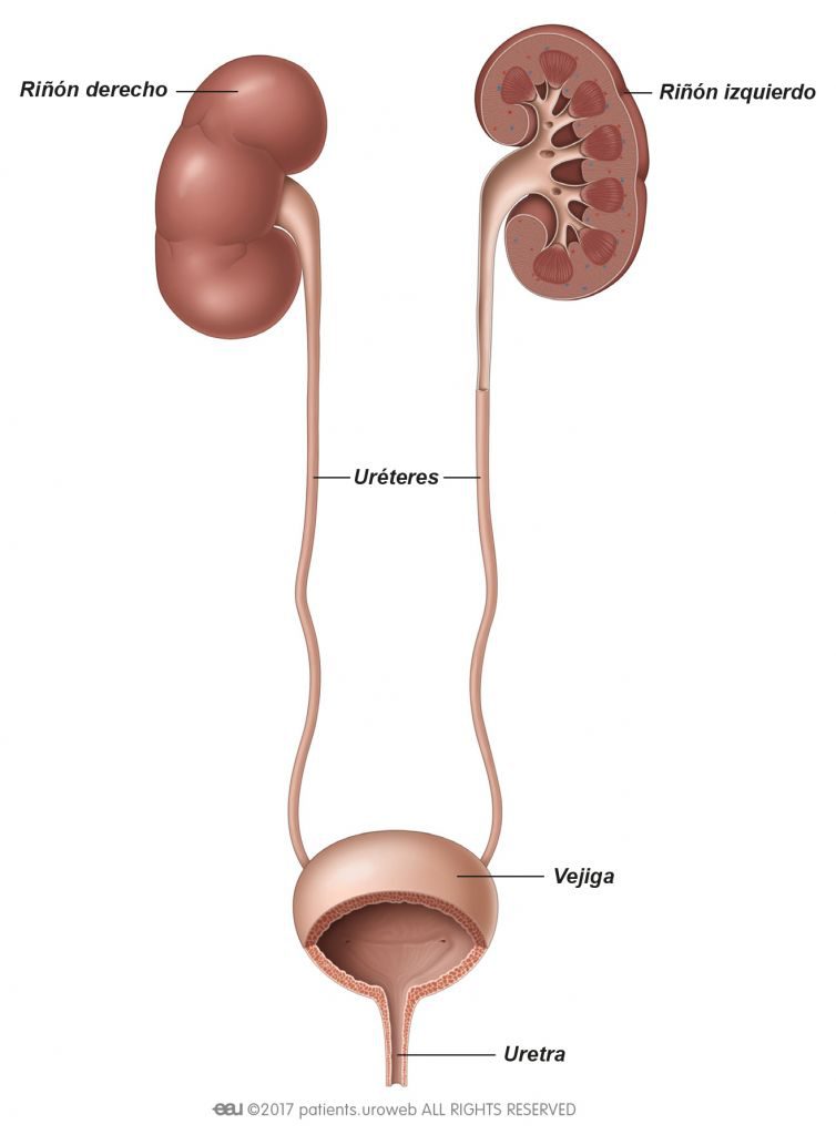 Fig. 1: El tracto urinario
