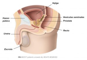 Fig. 1a: Próstata sana en las vías urinarias inferiores.