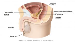 Fig. 1a: Tracto urinario inferior masculino.