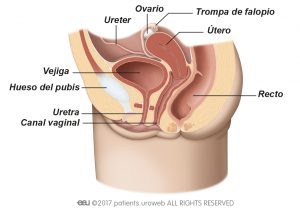 Fig. 1b: Tracto urinario inferior femenino.