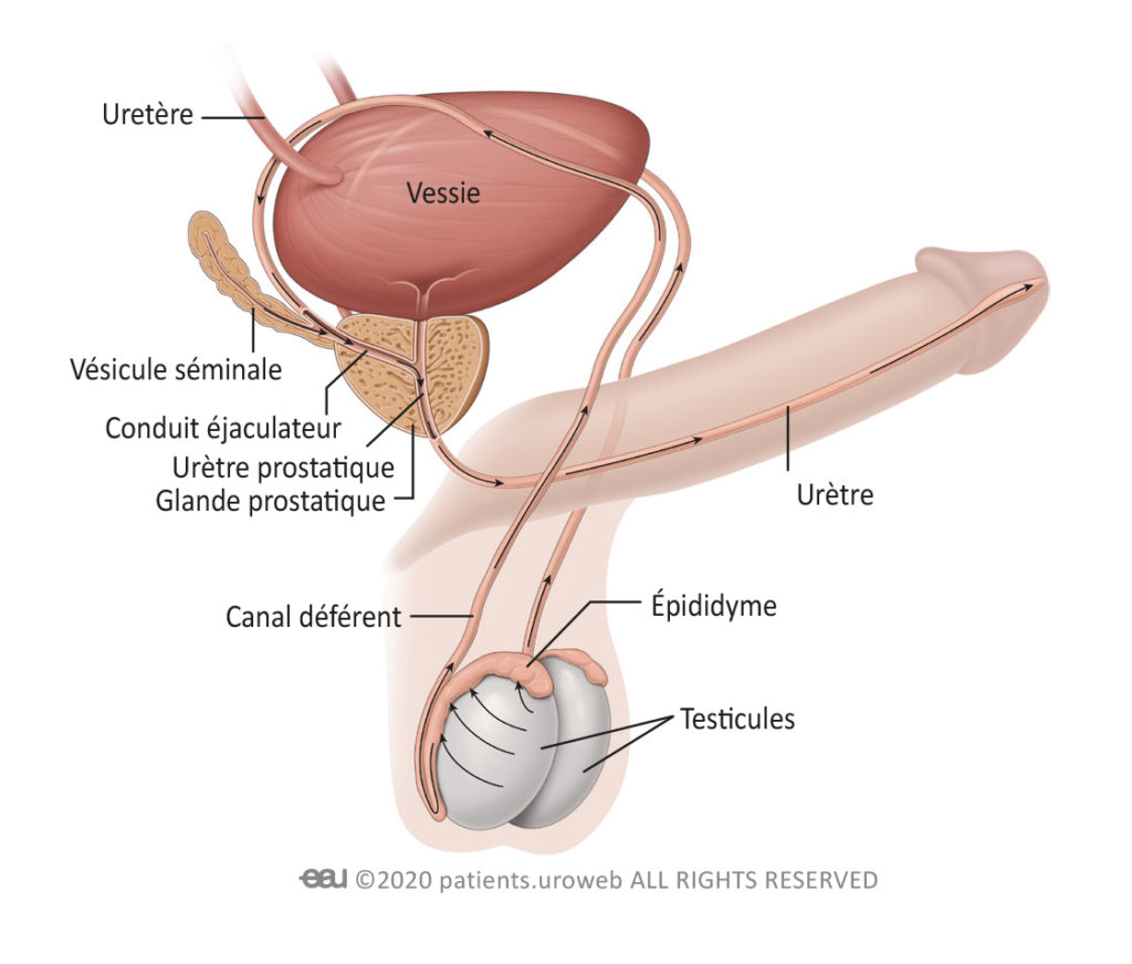 consecințele prostatitei acute ecografía de próstata transabdominal