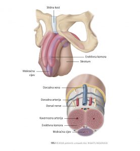 Slika 1: Anatomija penisa.