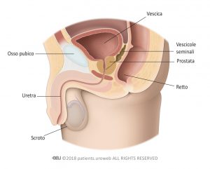 Fig. 1a: prostata fisiologica.