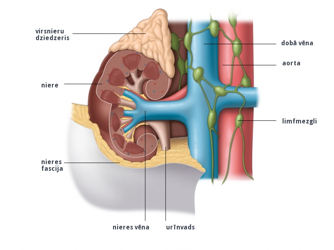 1. att. Niere un tās apkārtesošie audi, vēnas un artērijas.