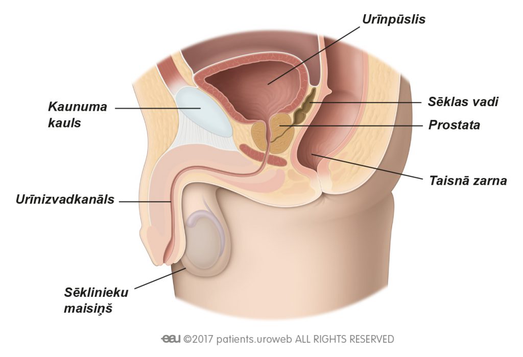 1.a att. Veselīga prostata apakšējos urīnceļos.