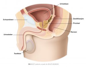 Fig. 1: Een gezonde prostaat in de lagere urinewegen.