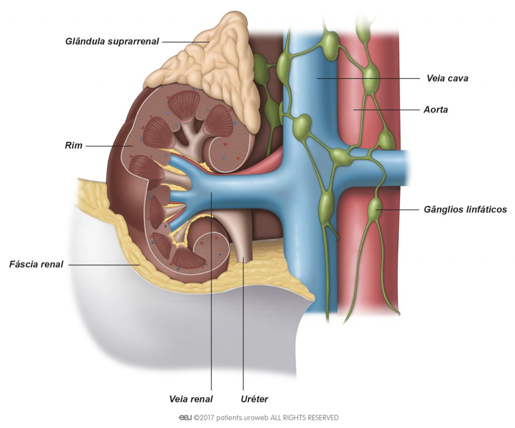 Fig. 1: Um rim e seu tecido circundante, veias e artérias.