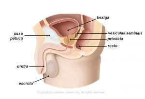 Fig. 1a: Trato urinário inferior masculino.