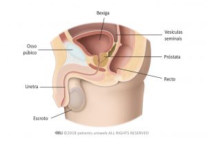 Fig. 1: Próstata saudável no trato urinário inferior.