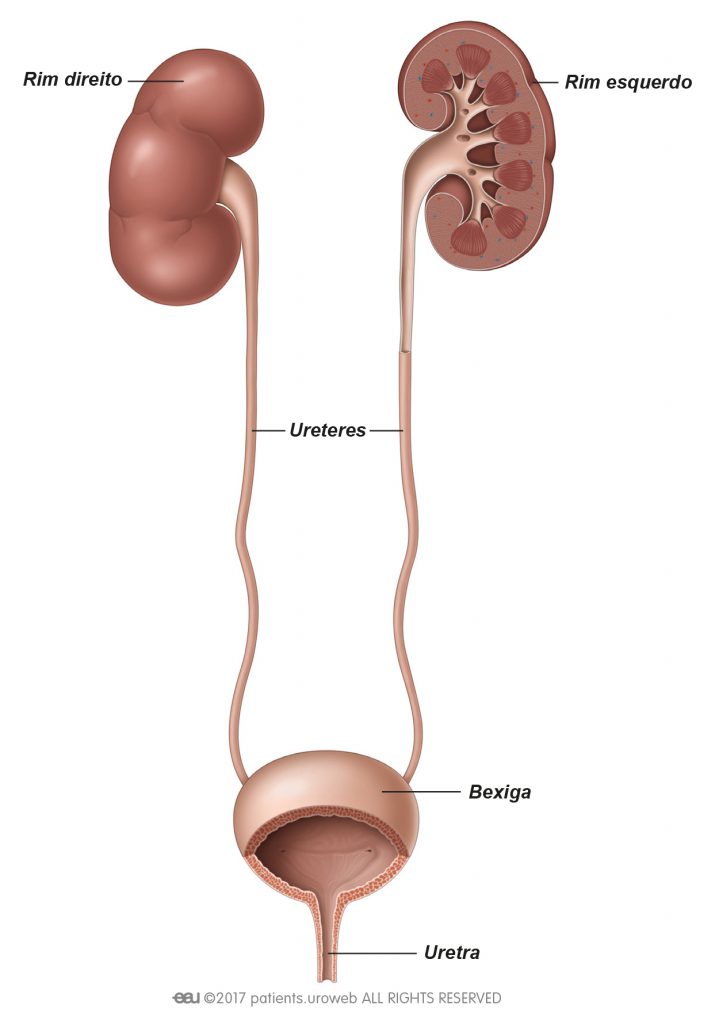 Fig. 1: passar para o ureter.