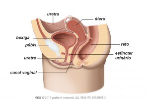 Fig. 1b: O trato urinário inferior da mulher.