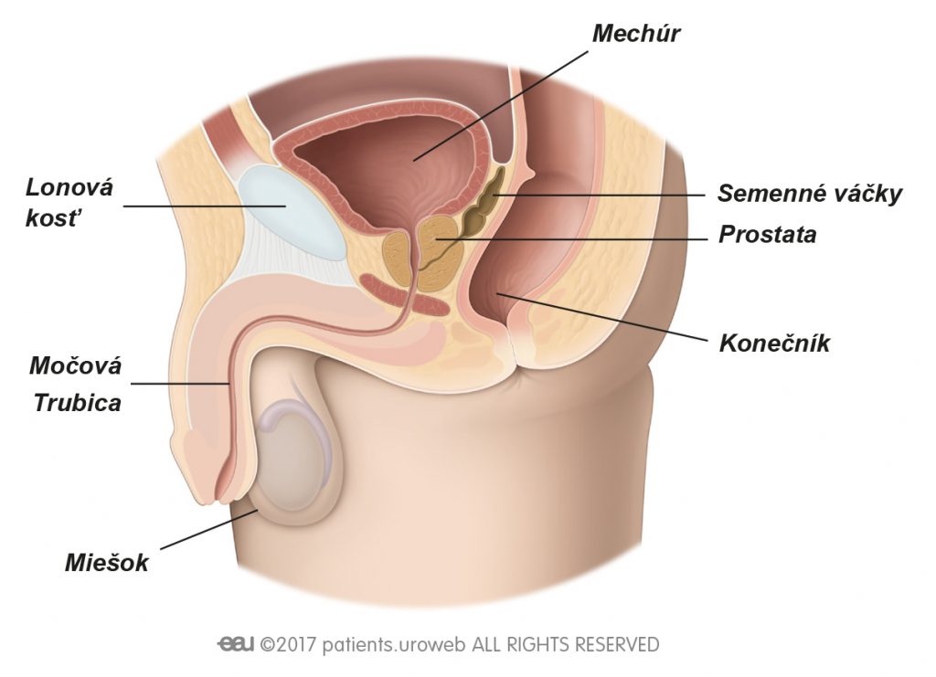Obr. 1: Zdravá prostata v oblasti dolných močových ciest.
