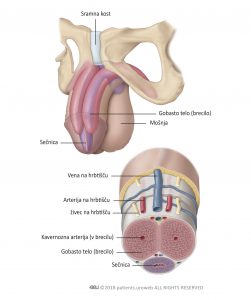 Slika 1: Anatomija penisa.