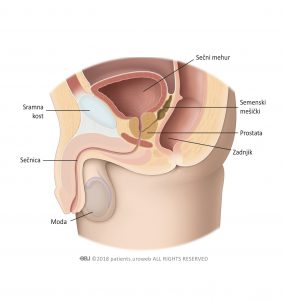 Slika 1: Zdrava prostata v spodnjih sečilih.