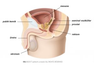 Şekil 1: Alt üriner sistemde sağlıklı bir prostat.