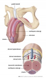 Şekil 1: Penis Anatomisi.