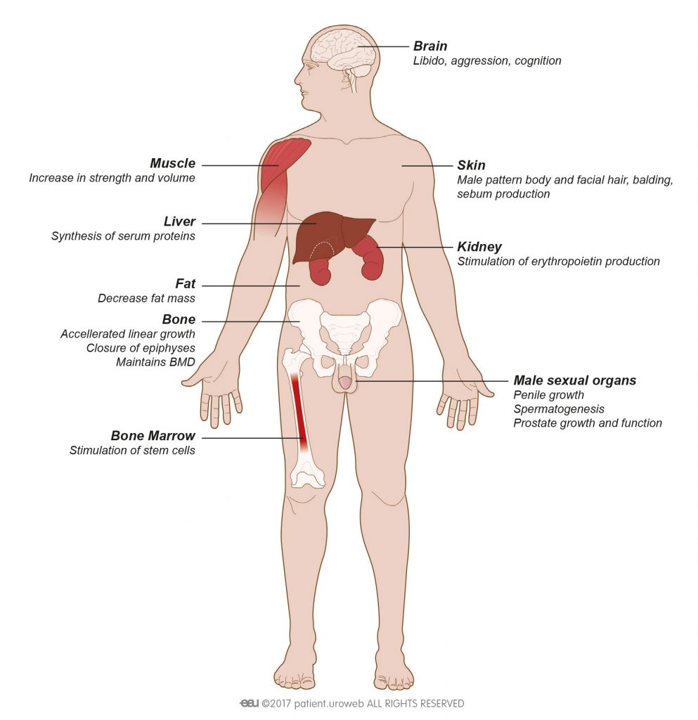 Fig. 1: Testosterone target organs.