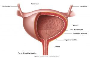 Fig. 2: A healthy bladder.
