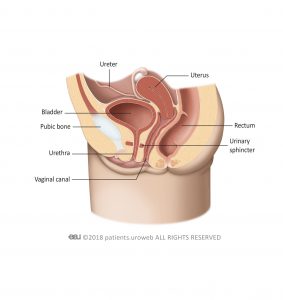 Fig. 1b: The female lower urinary tract.