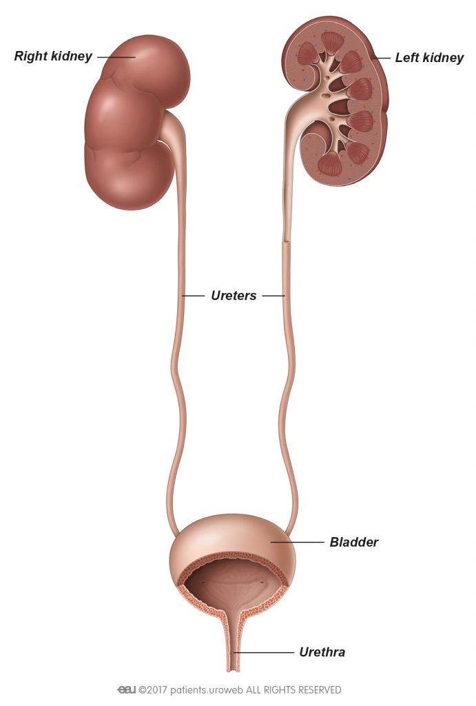 Ureterele | Anatomie si fiziologie