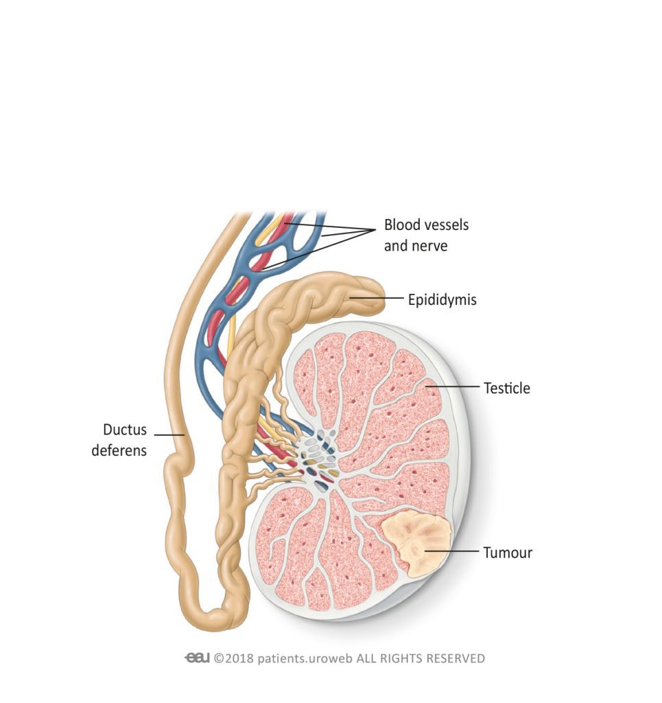 Symptoms Of Testicular Cancer Pi