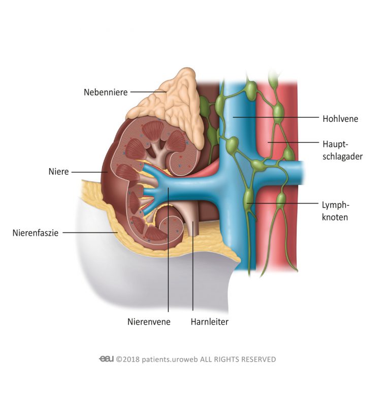 radical-nephrectomy-patient-information