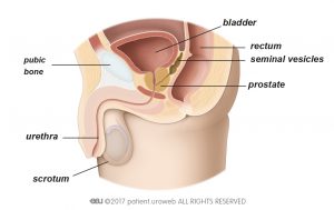 Fig. 1: The male lower urinary tract.
