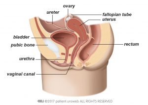 Fig. 2: The female lower urinary tract.