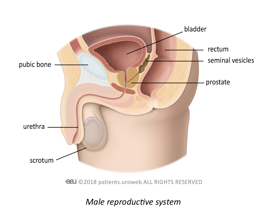 Prostate Miling