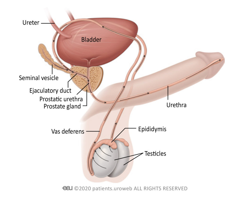 low testosterone and enlarged prostate