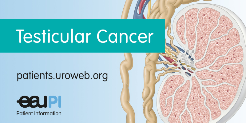 Testicular Cancer Patient Information